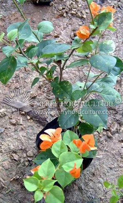 Bougaivillea orange